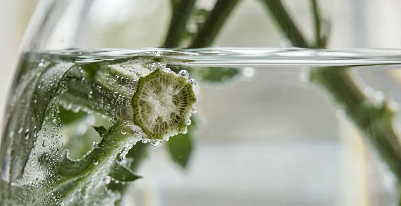 Close-up photograph of fresh chrysanthemum stems in clear water showing natural hydration process