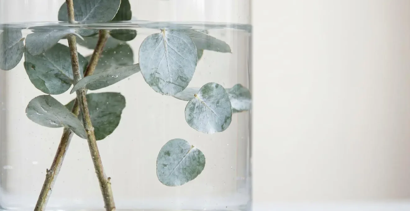 Close-up of fresh eucalyptus stems in a clear glass vase showing leaves beginning to shed after a few days