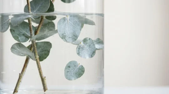 Close-up of fresh eucalyptus stems in a clear glass vase showing leaves beginning to shed after a few days