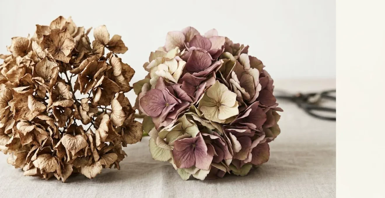 Close-up comparison of hydrangea blooms showing the difference between papery brown wilted petals and beautifully preserved antique-colored dried flowers