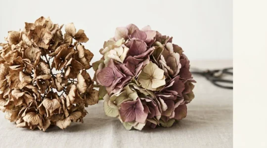 Close-up comparison of hydrangea blooms showing the difference between papery brown wilted petals and beautifully preserved antique-colored dried flowers
