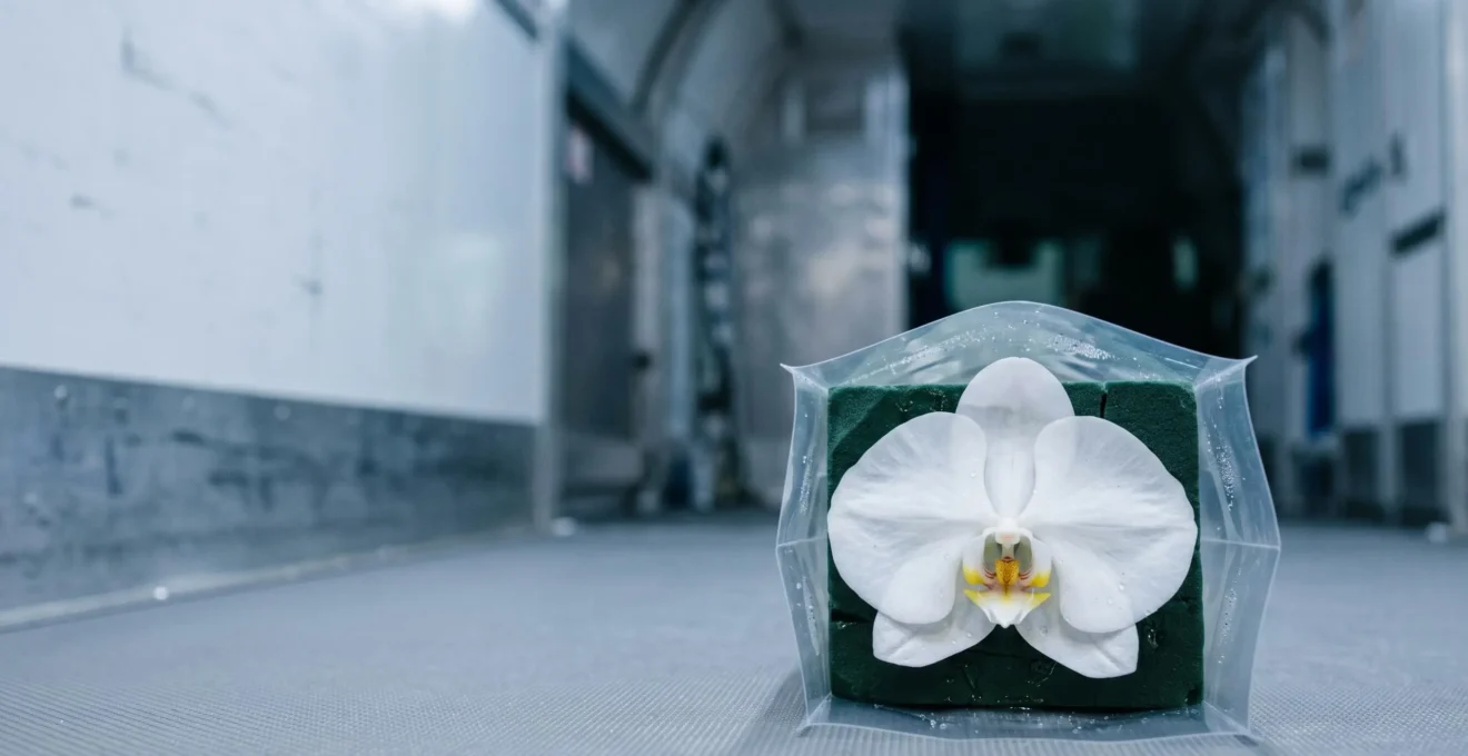 Fresh orchid bloom in protective packaging during international air freight transport