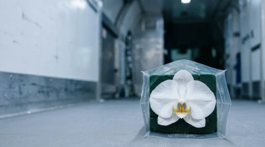 Fresh orchid bloom in protective packaging during international air freight transport