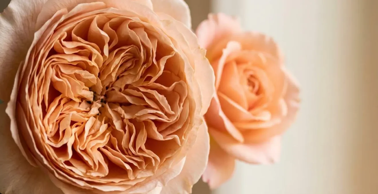 Close-up comparison showing the intricate layered petals of a premium garden rose next to a standard rose in natural light