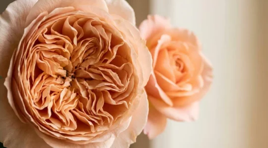 Close-up comparison showing the intricate layered petals of a premium garden rose next to a standard rose in natural light