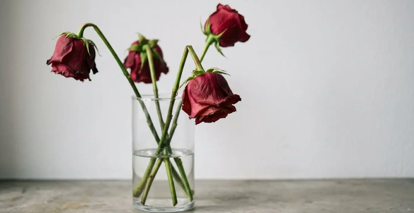 Close-up of premium cut roses showing drooped flower heads with stiff stems in natural window light
