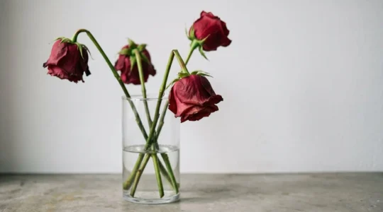 Close-up of premium cut roses showing drooped flower heads with stiff stems in natural window light